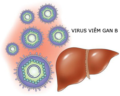 Virus viêm gan B