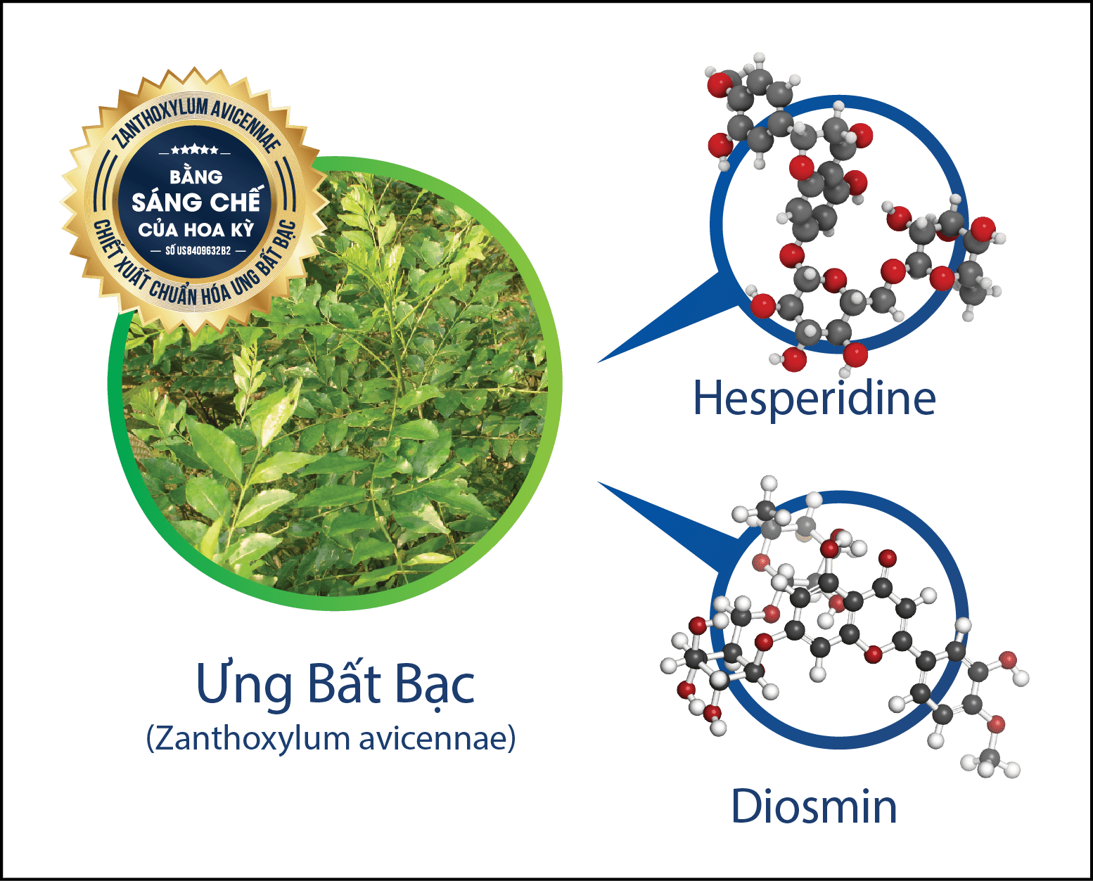 Dịch chiết Ưng Bất Bạc chứa 2 thành phần chính là Diosmin và Hesperidine