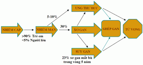 Thời gian phát bệnh của viêm gan cấp và viêm gan mạn khác nhau