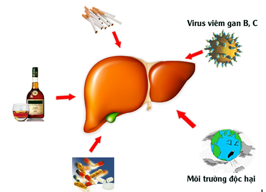 bảo vệ tế bào gan 