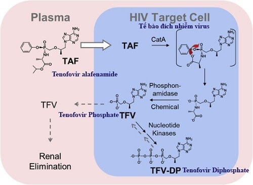 Tenofovir làm ngừng quá trình nhân lên của virus