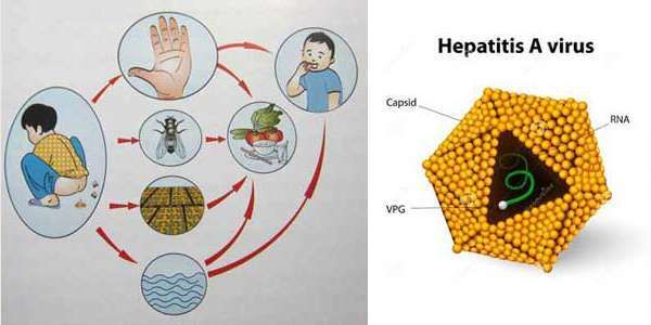 Những con đường gây bệnh viêm gan A chủ yếu