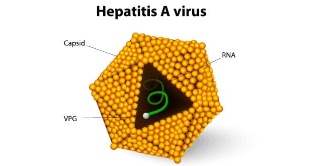 Mắc bệnh viêm gan A có nguy hiểm không?