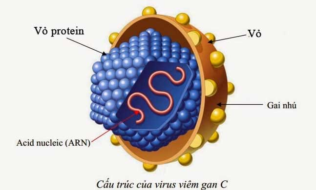 Bệnh viêm gan C là gì, những thông tin cần biết