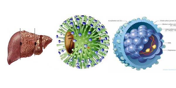 Hiểu biết về bệnh viêm gan virus B rất cần thiết